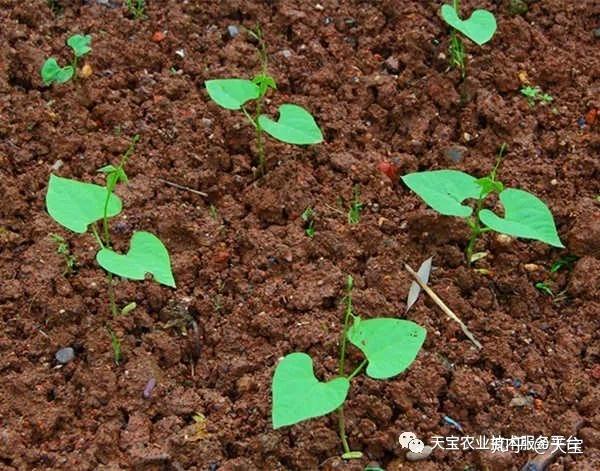 大棚豆角定植后管理重点