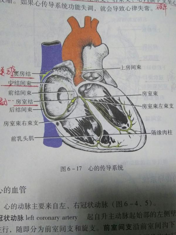 同时兴奋可经结间束下传至房室结,再经房室束,左,右束支,分别沿心室