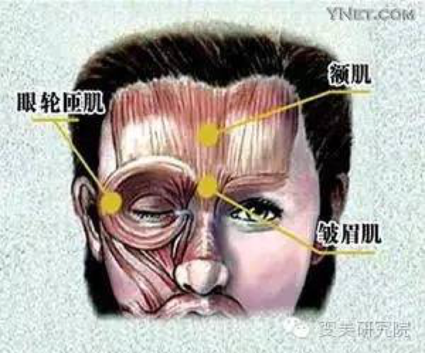眼睛周边有着人体最细致和精密的肌肉群之一,千变万化的表情也由此而