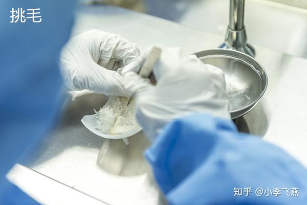 从毛燕到燕窝探访印尼燕窝加工厂生产流程正规工厂的样子