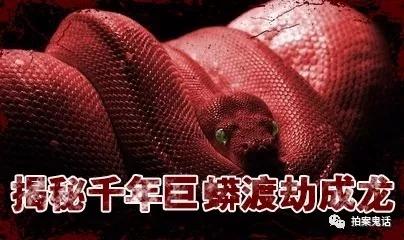 揭开95年安徽巨蟒渡劫事件真相千年难遇巨蟒渡劫成龙