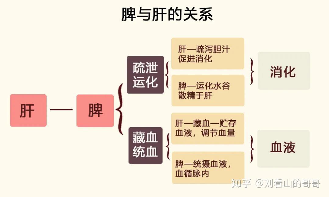 治应调肝,健脾,化痰通过以上内容我们知道,肝与脾之间的关联表现为制