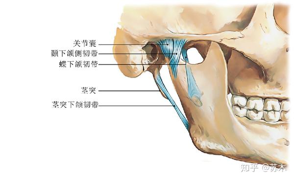 颞下颌关节功能解剖学习脸歪弹响不明原因头痛你该看看这里了