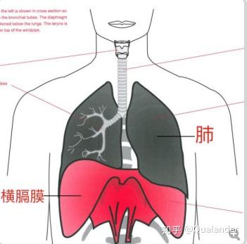 cvt上的横膈膜示意图