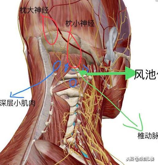 枕大,小神经的位置