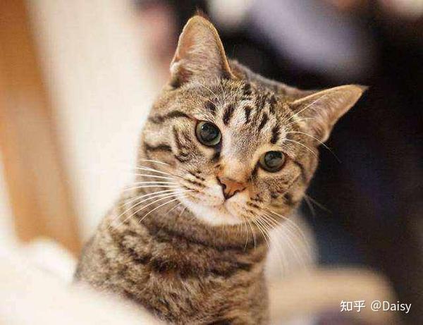 中华田园猫丨狸花猫