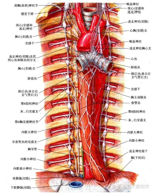 胸部交感干位于胸膜的后方,在肋间后动脉,肋间后静脉和肋间神经的