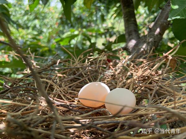 斑鸠蛋第一天出生