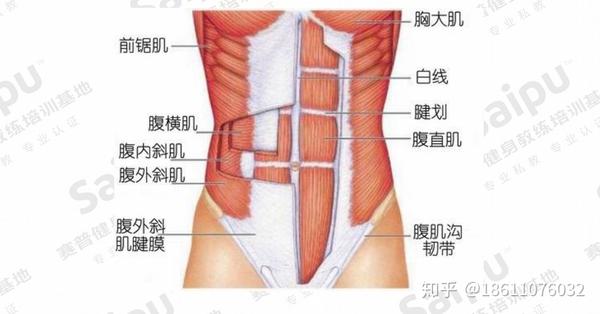 (图中红色为腹直肌,此为解剖示意图,非真实解剖照片)