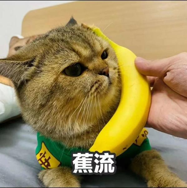 香蕉与猫可爱表情包