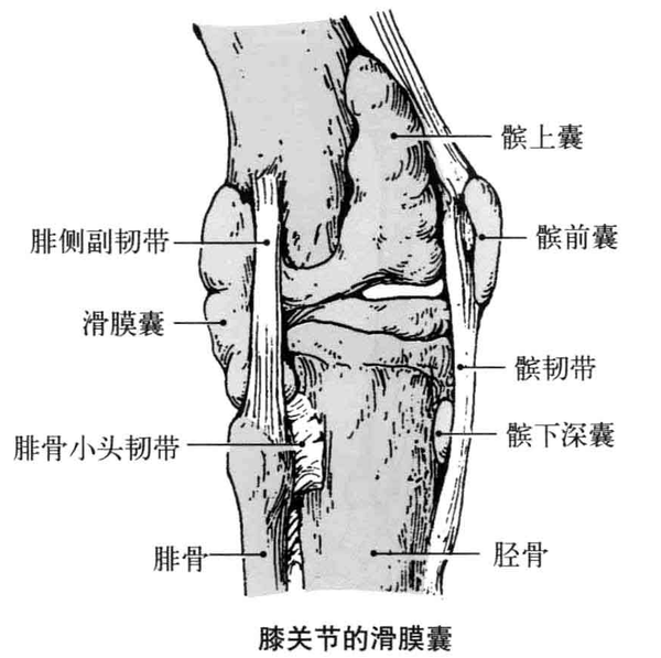3.  胫侧副韧带:位于关节囊内侧,由股骨内上髁到胫骨内侧髁内侧 4.