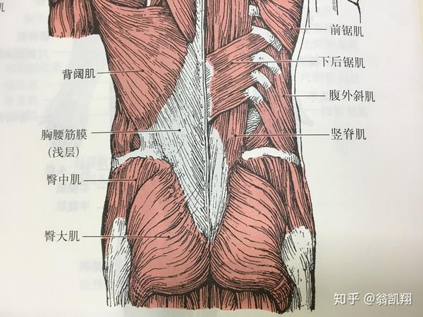 腰背部肌肉解剖图