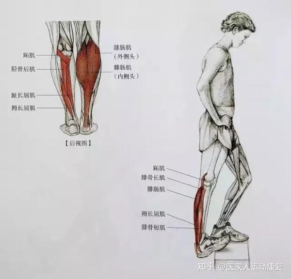 慢跑后如何有效放松拉伸小腿肌肉?