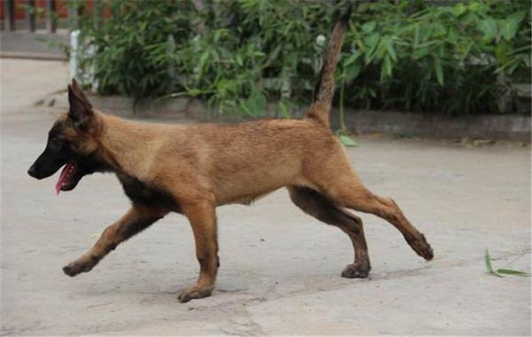 一只小马犬的价格大概是多少钱?