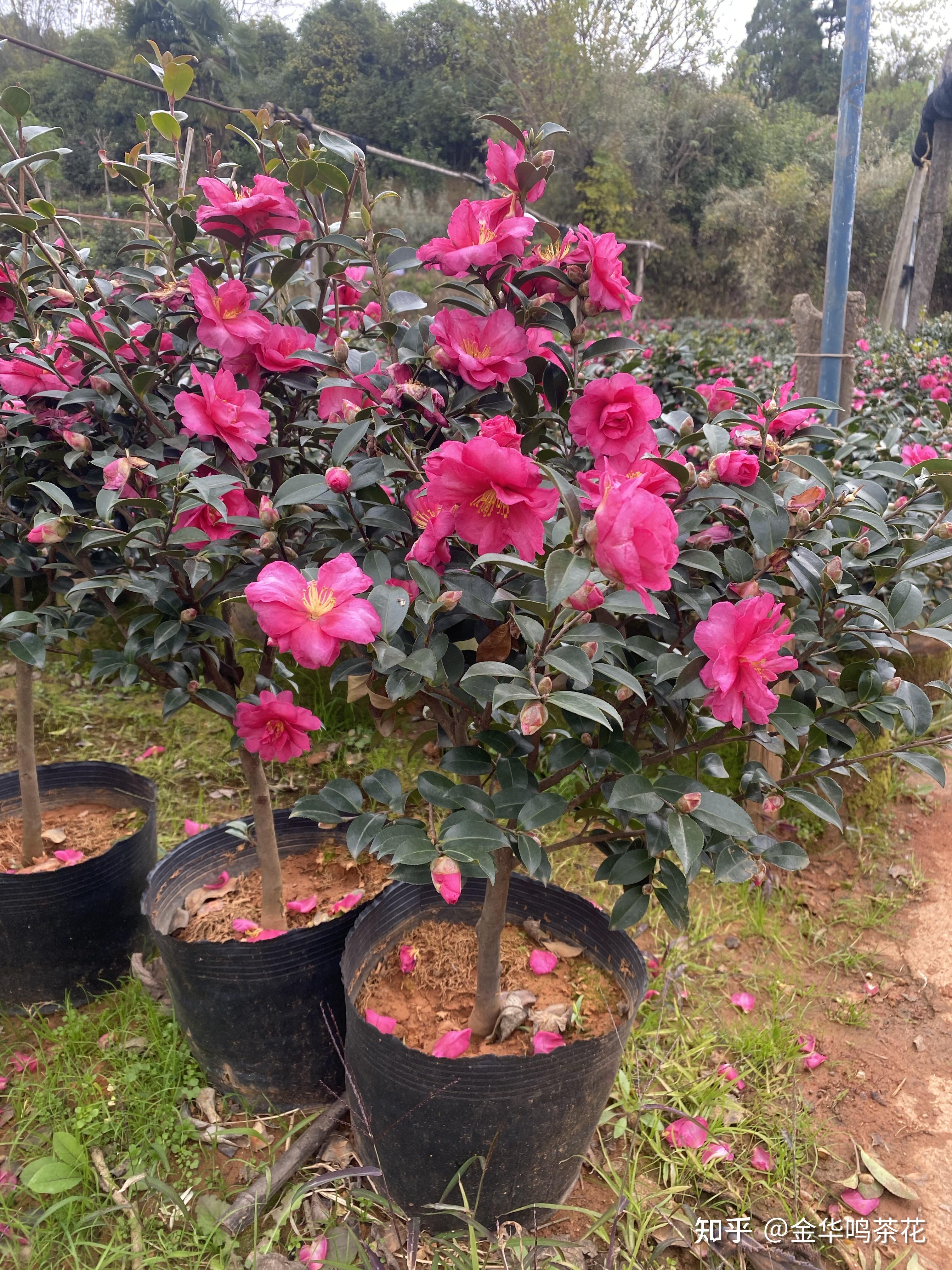 茶梅红红火火花开惹人爱专业做茶花嫁接及种植茶花金华鸣茶花