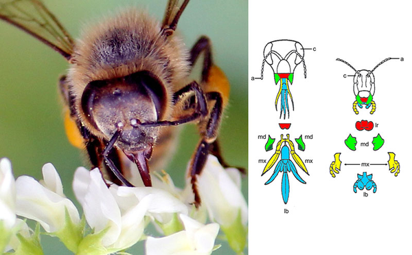 但在昆虫中,最复杂的还是蜜蜂的"嚼吸式口器".