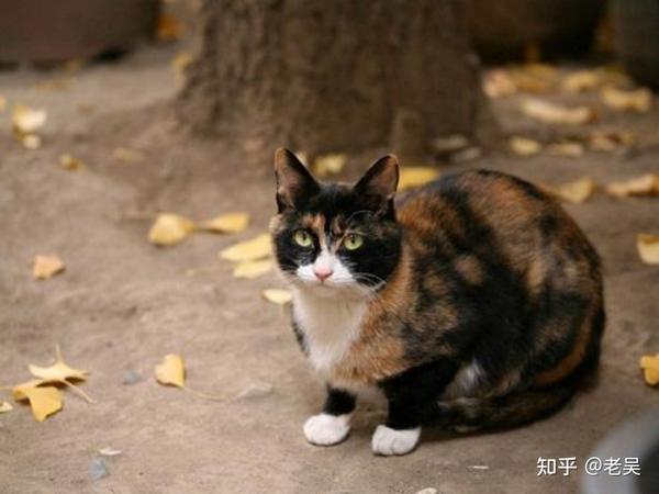 中华田园猫的前世今生及品种介绍,有你家猫吗?