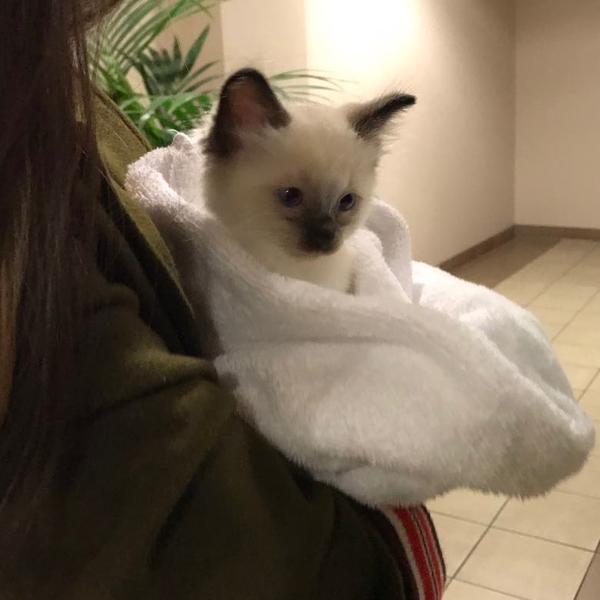 布偶猫过于黏人是怎样的体验?