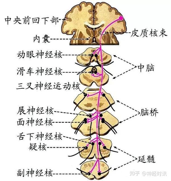 包括 皮质脊髓束(支配躯干和四肢骨骼肌)和 皮质核束(支配头颈部骨骼