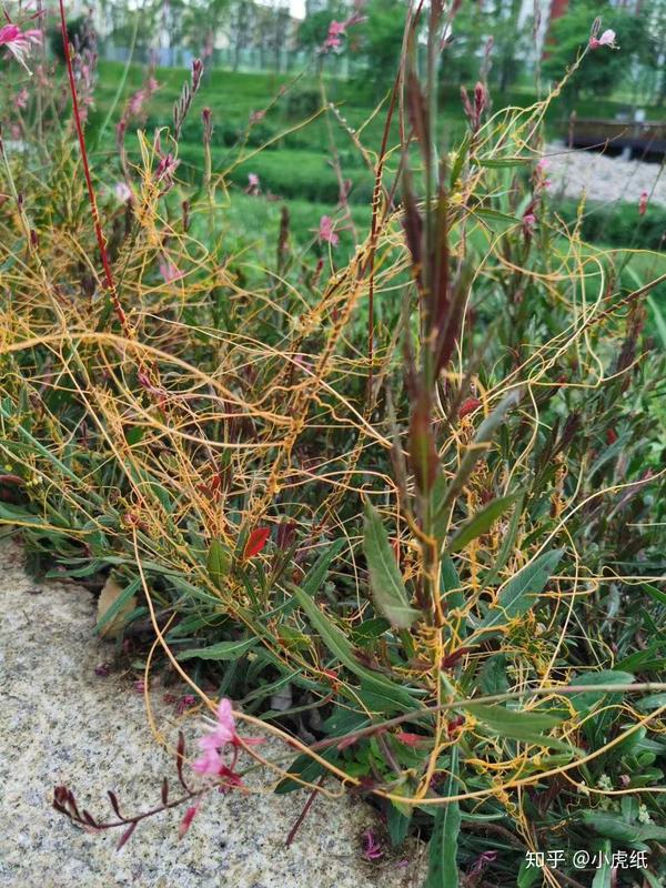 高中生物课上提到的寄生植物菟丝子长什么样?