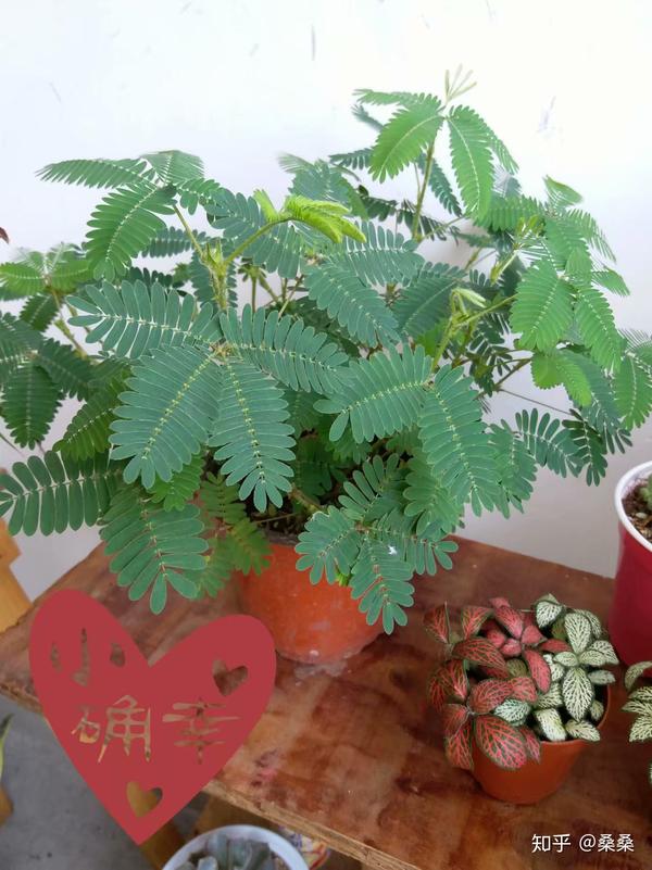 再也不用买含羞草咯,自己收种再播种,年年都有新收获!