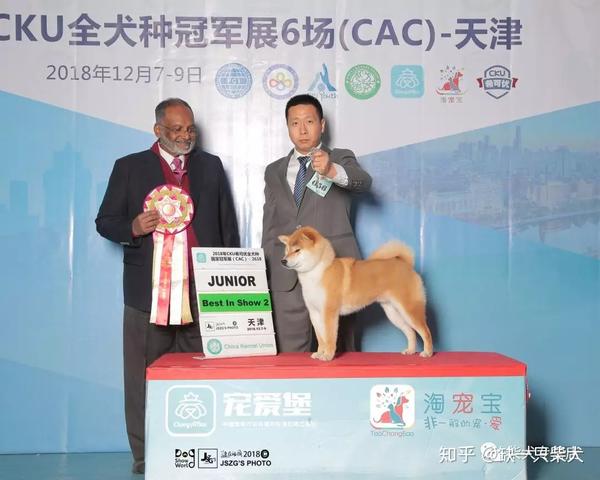 买柴犬必看柴爸柴妈,一起欣赏柴君家的冠军种犬的风采吧!