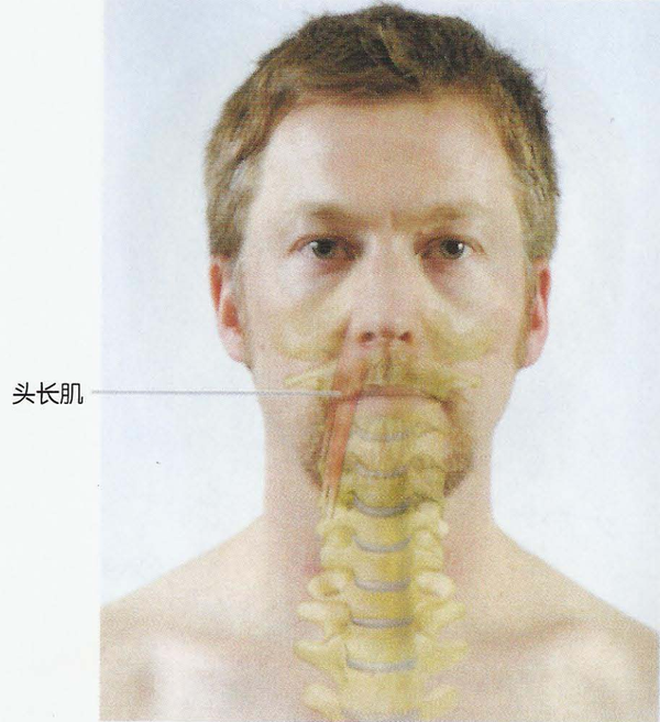 部位:在颈长肌上方. 起点:第3-6颈椎横突. 止点:枕骨底部.