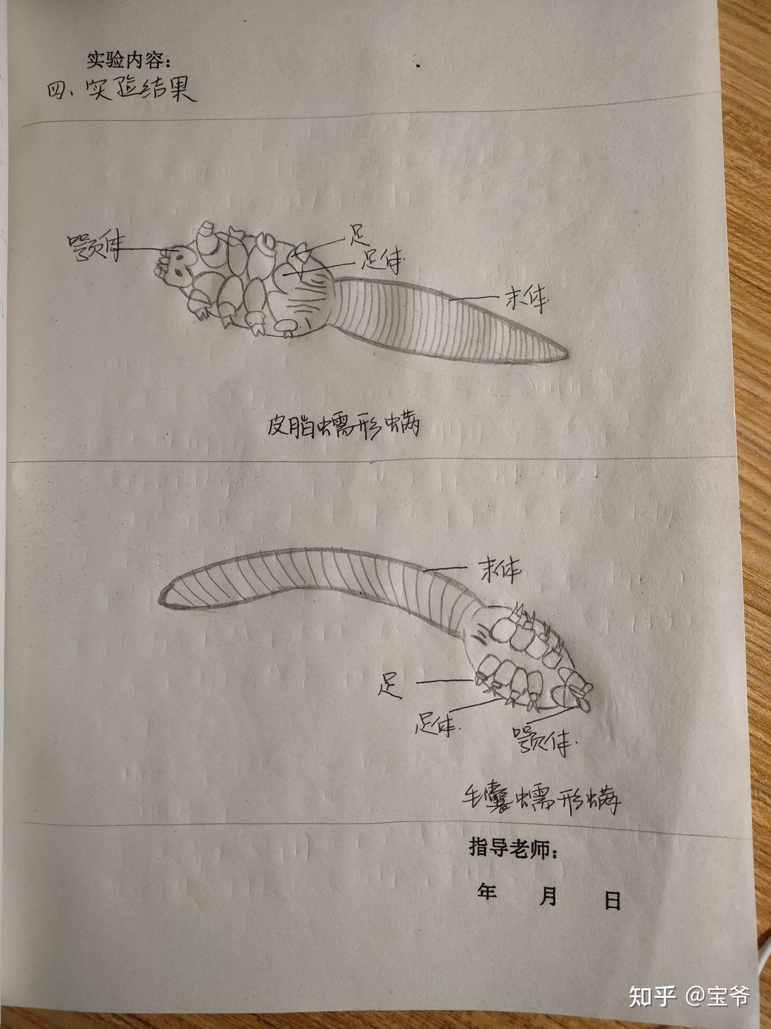 寄生虫手绘图 知乎