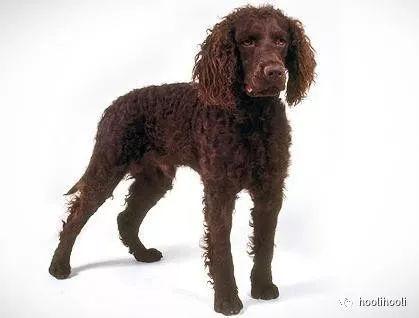 美国水猎犬/american water spaniel