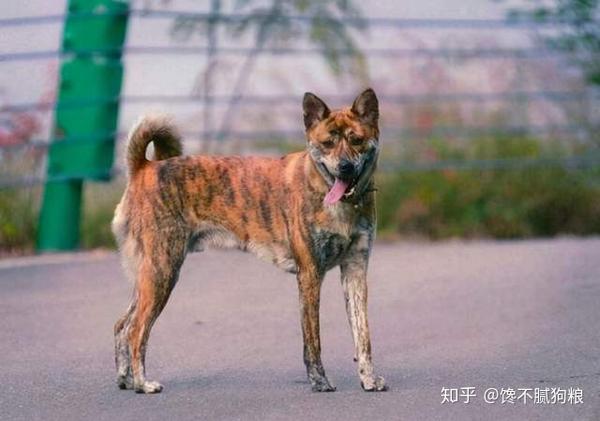 不过现在 虎斑犬也已经濒临灭绝了,属于中国本土珍稀犬种!