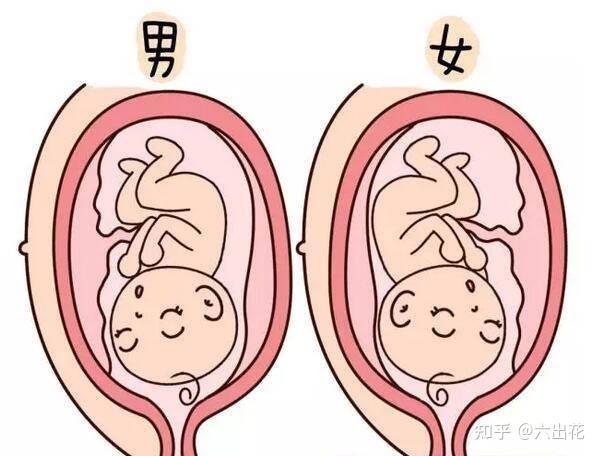 笫一胎怀孕多会是女孩子为什么