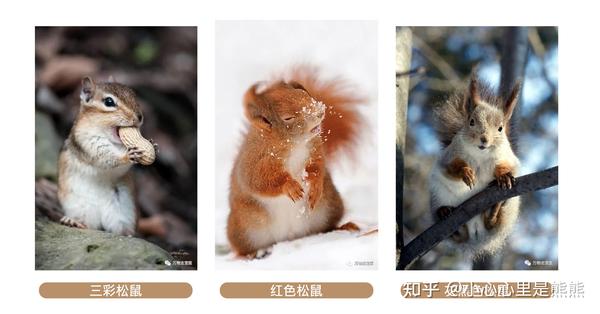新宠到家|宠物圈"萌新"松鼠——品种介绍