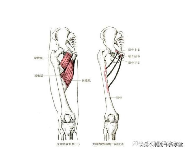 干货每天分享一块肌肉大腿内收肌群