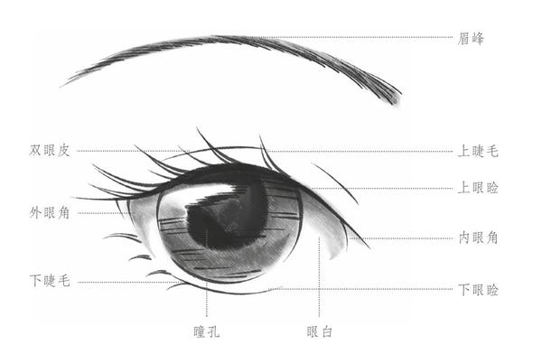 在绘制过程中,人物的眼睛不用像素描那样刻画得十分仔细,有些结构可以