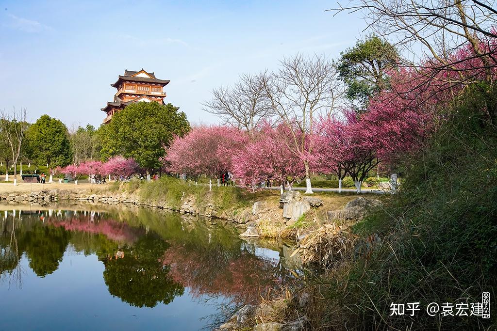 遗爱湖梅园(3)