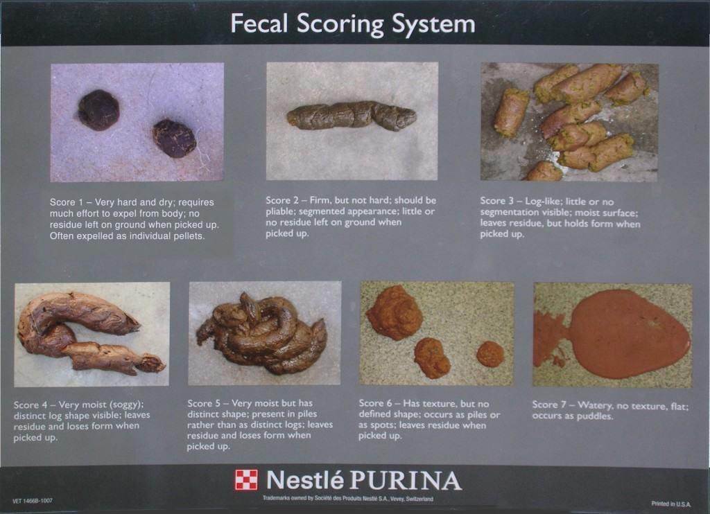 1997年发表的"布里斯托大便分类法(bristol stool scale"是世界粪便