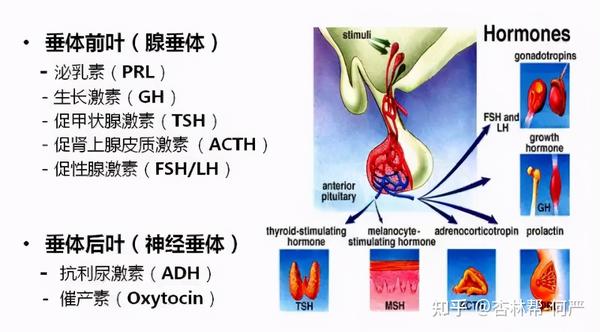 视力不断下降需警惕脑垂体瘤