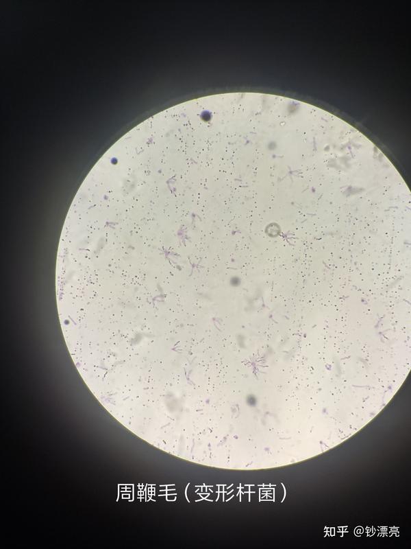 微生物显微镜下观察
