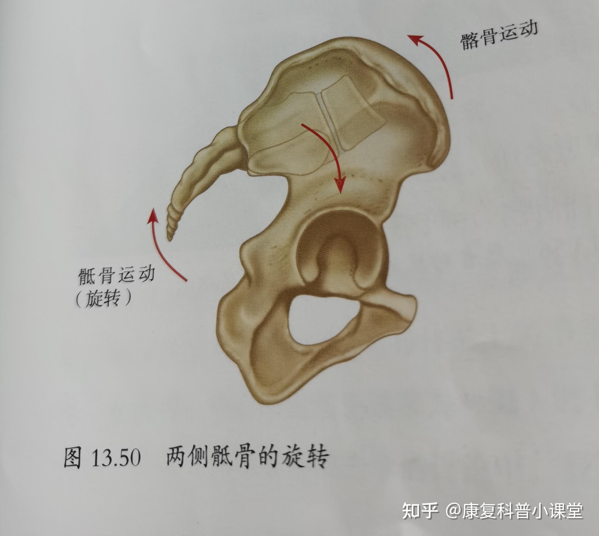 骨盆的治疗第三篇骶髂关节功能紊乱的治疗方案