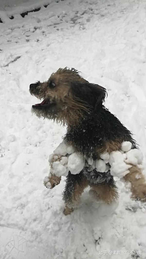 去年冬天捡回来的流浪狗,第一次见到下雪时候的表情.看一次乐一次.