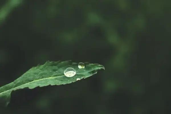 梧桐叶上萧萧雨,一起来听雨吧