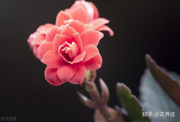 长寿花