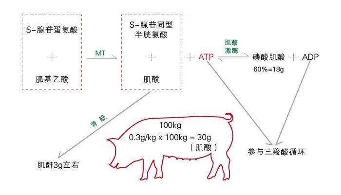 提高动物生长性能，改善肉品品质(图5)