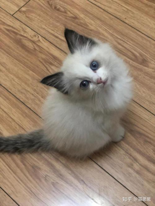 布偶猫海双和蓝双区别如何分辨