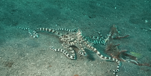 拟态章鱼模仿海蛇(视频截图:mimic octopus - master of disguise