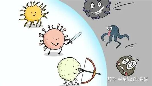 免疫系统 vs 微生物,细菌