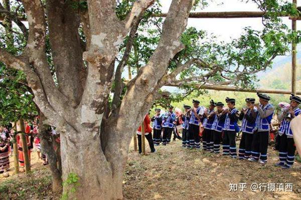 1991年发现的云南澜沧县富东乡邦崴村过渡型茶树王,树龄千年左右.