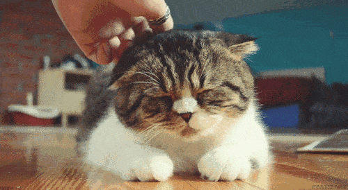壁纸 动物 狗 狗狗 猫 猫咪 小猫 桌面 500_274 gif 动态图 动图