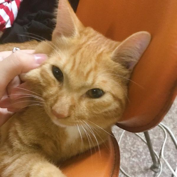 养一只橘色的猫是什么体验?