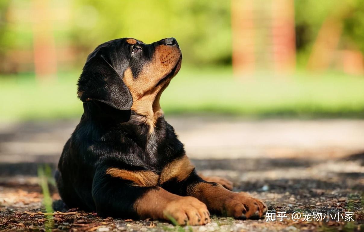 罗威纳偏瘦是怎么回事